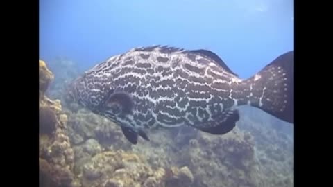 Color Change Grouper.webm