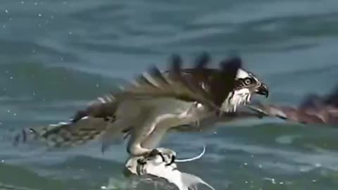 Osprey Hunting| Fish||Wildlife Animals||