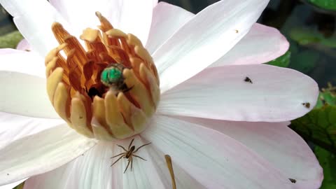 Spider and Green Bees on a Lily #NatureInYourFace