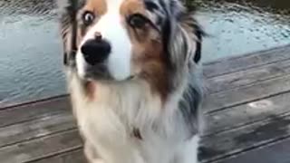 Talented pup flawlessly balances cup of water on head