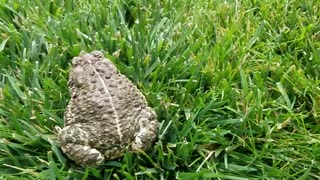 Trapped Toads Get Set Free