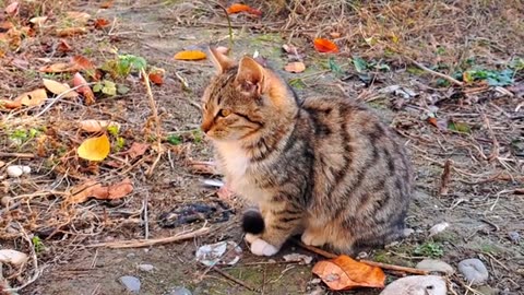 Fighting cats 🥰😘. Interesting street cats