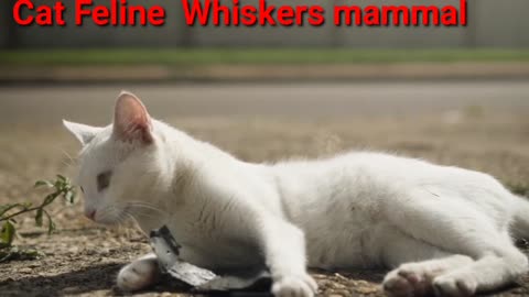 Cat Feline Whiskers mammal