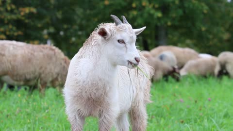 child sheep baby