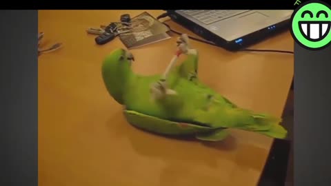 Watch Parrot Hilarious Life Moment