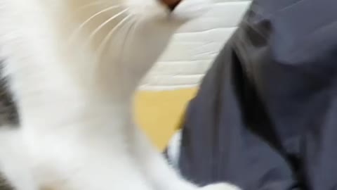 A cute cat is playing on the duvet