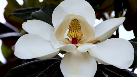 Magnolia