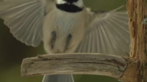 How to make a tiny black-capped chickadee seem more epic?