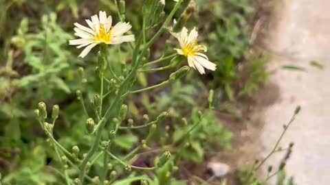 Small white wild flower