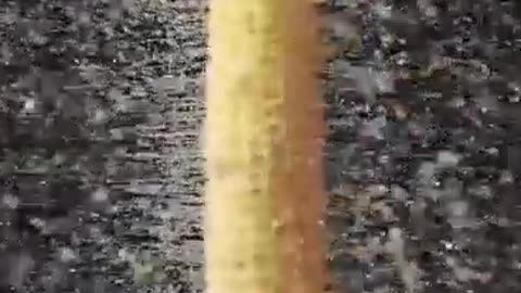 Corn on the cob spinning at high speed. It's amazing