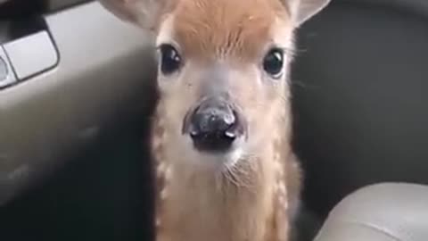 Fawn Bleats After Being Rescued 😍😍