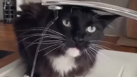 funny cat