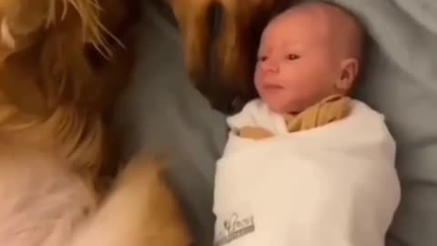 Baby sleeping in side of dog