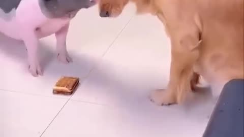 This is a very clever dog dog funny video