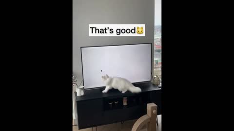 A Cat Chasing Fish And Mice On TV, Very Funny