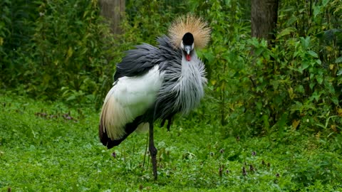 Grey Crowned Crane