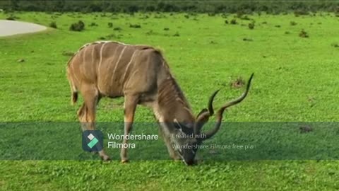 Wildlife Grazing --- Eating Off The Ground In Peace