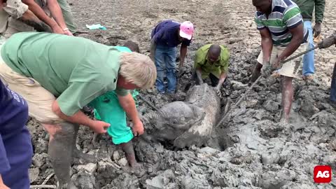 Baby elephants rescued from mud.