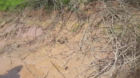 Big snakehead fish in mud a lot