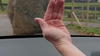 Baboons Put on a Show in Safari Park