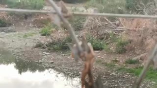 Commercial crocodile breeding farm in Bonnievale