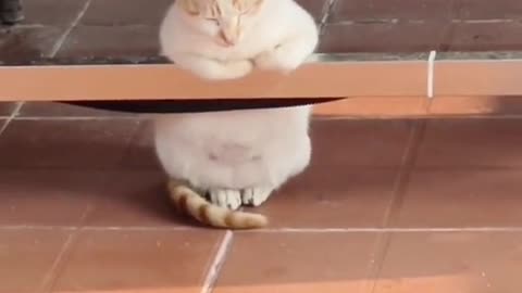 Cat Logic Unleashed: Watch Hilarious Moments of Feline Mischief and Mayhem