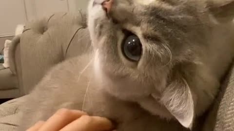 Cute cat and cocky