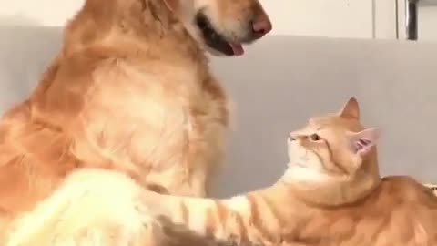 Cat hugging big dog