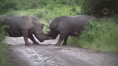 100 Craziest Animal Fights of All Time 2023