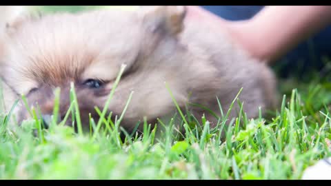 Puppy dog laying in grass Chow Chow breed