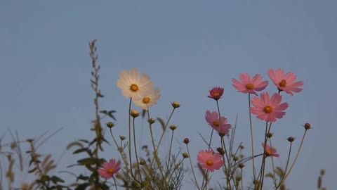 The plant bears its flowers in clusters.