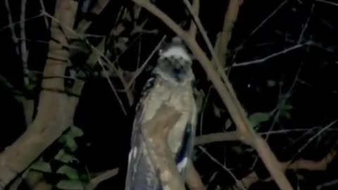 Amazing!!! turns out this is a bird that likes to be scary at night