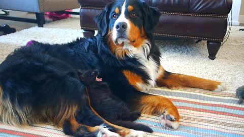 Kitten adorably imprints on giant dog