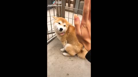 Charming Dogs Compilation of Tik Tok China