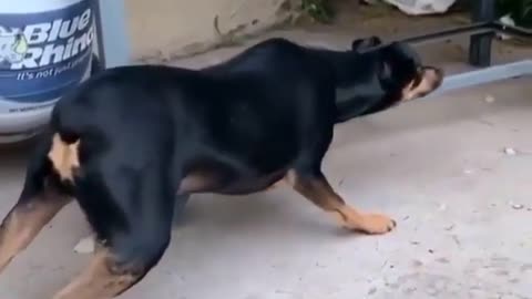 Angry dog ​​thinks it's real.🤣😅