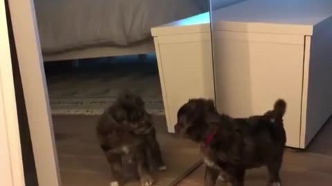 Does your puppy get surprised in front of mirror?