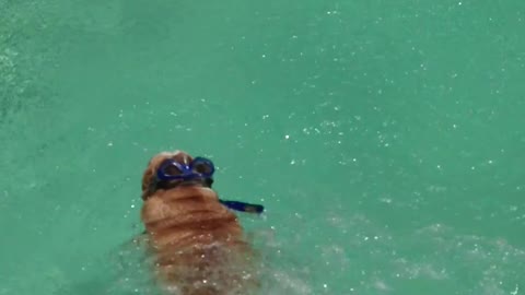 Bulldogs Can’t Swim!! This English Bulldog Won’t Stop Swimming