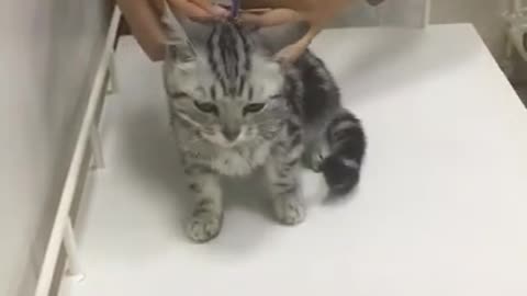 Funny cat injection videos