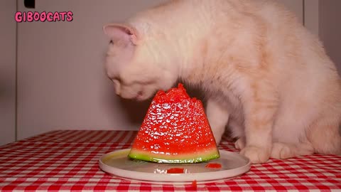 Cat eating watermelon fruit ASMR