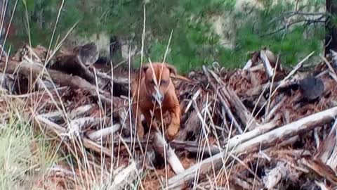 The Unstoppable Rhodesian Ridgeback, Mister Brown