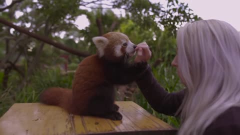 This Red Panda Cub loves belly tickles