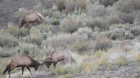 Bull Elk Epic Battle