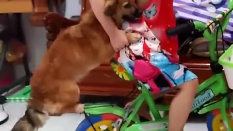 The puppies practice cycling with baby girl - Pets City