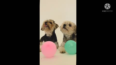 The Yorkshire Terrier 🖤 dogs 🐕 !! Playing with balloons