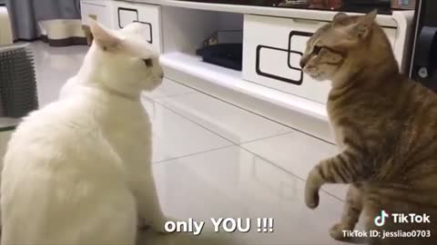 Real Cats talking !! these cats can speak english better than human