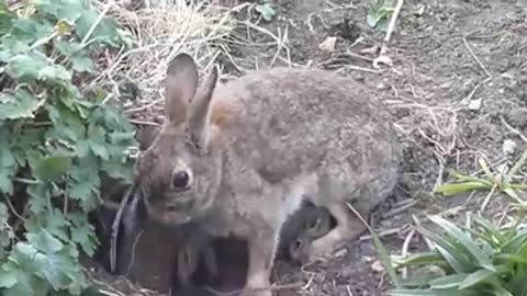 Cute Animals Giving birth/RABBITH,MONKEY AND SQUIRREL