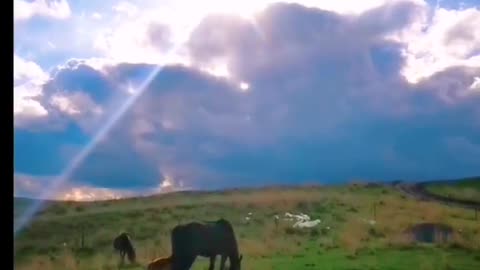 Damascus with pony play in the grasslands, a warm family