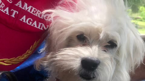 Patriot Loulou news 🗞️ that’s MAGA, Loulou tries to interview Dumbo Biden etc breaking news 😳🇺🇸