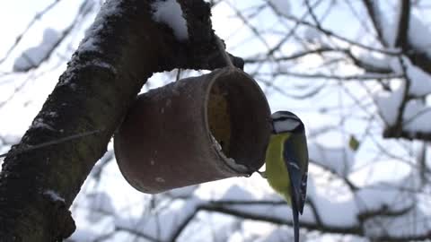 How to Build Glass Bird Cage