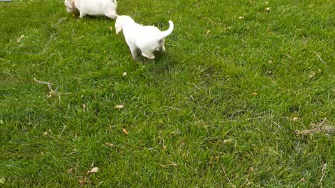 First day Home-Lucy and Linus lab pups 6 wks